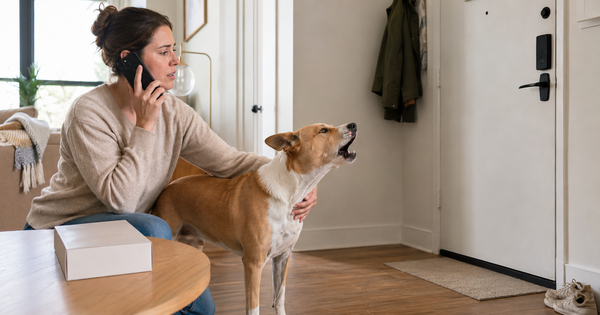 Apartment dog owner calls a veterinarian while a barking dog stands near the front door